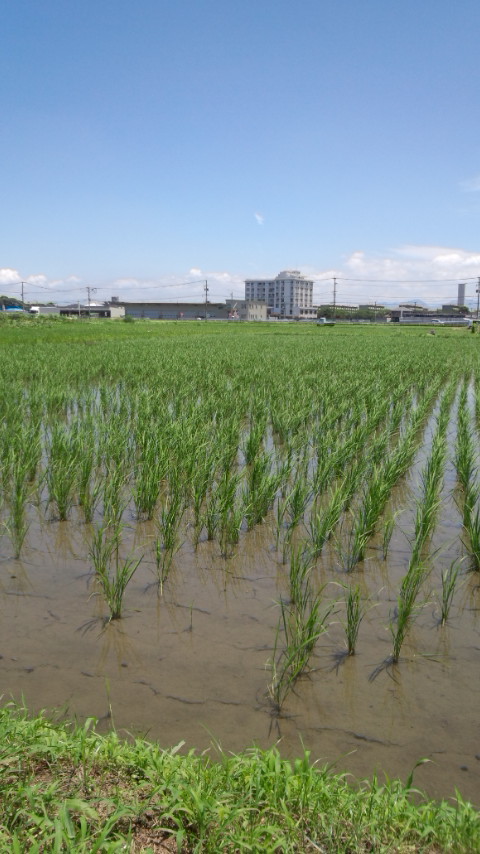 福重田んぼ
