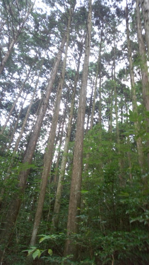 那珂川町 林