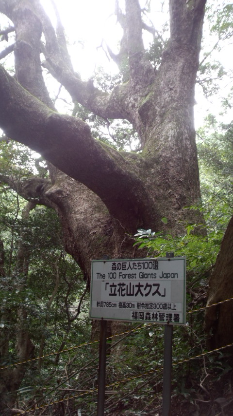 立花山 大クス